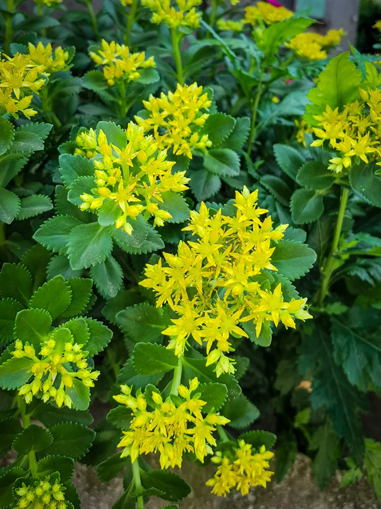 Sedum aizoon