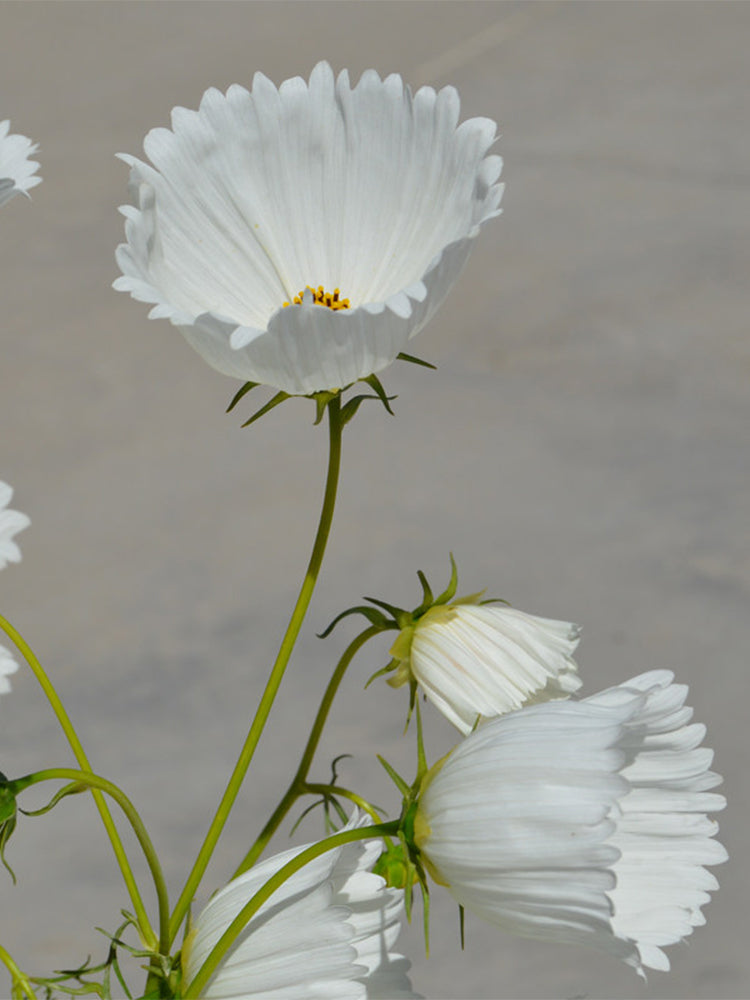 Hezhichun Cosmos bipinnatus 'Cupcakes White'