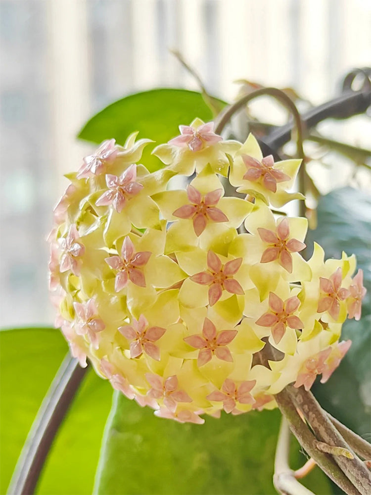 Hoya vitellina Unrooted Stem Cuttings