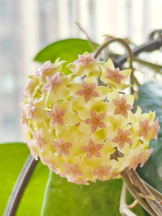 Hoya vitellina Unrooted Stem Cuttings