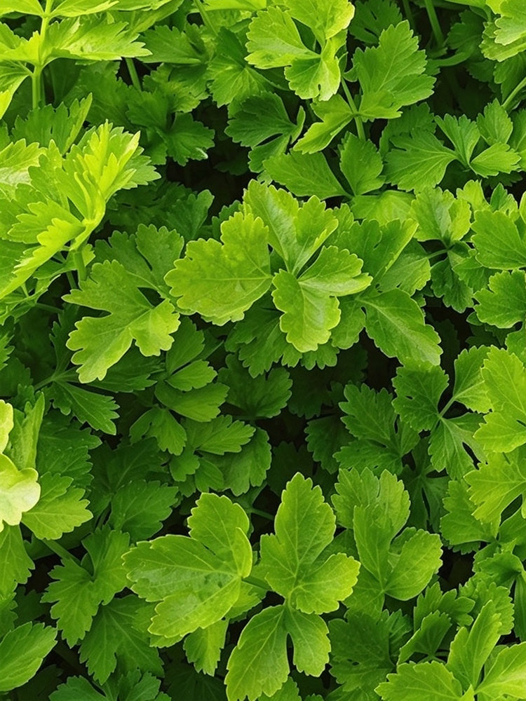 White Bone Yellow Heart Celery