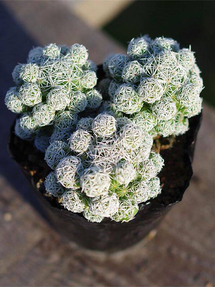 Mammillaria gracilis fragilis 'Thimble Cactus'