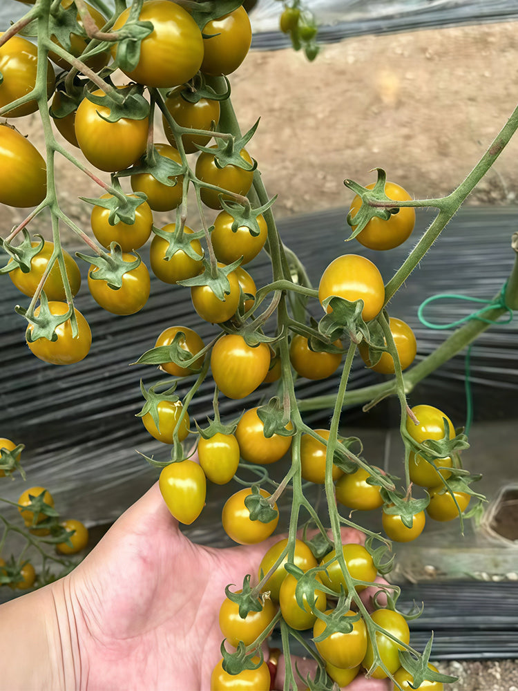 Qingguo Qingcheng F1 Tomato