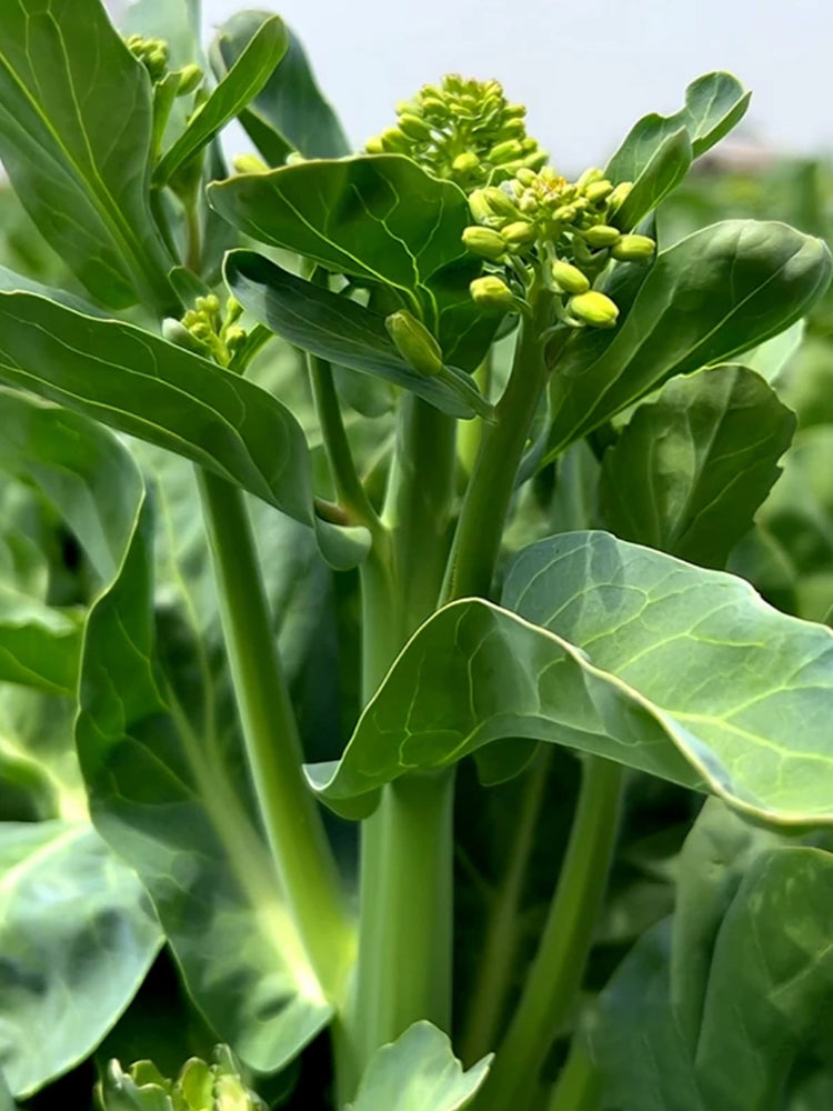 MeiBao Chinese Kale
