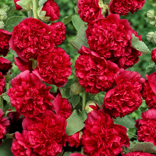 W965 Chater's Scarlet Double Hollyhock