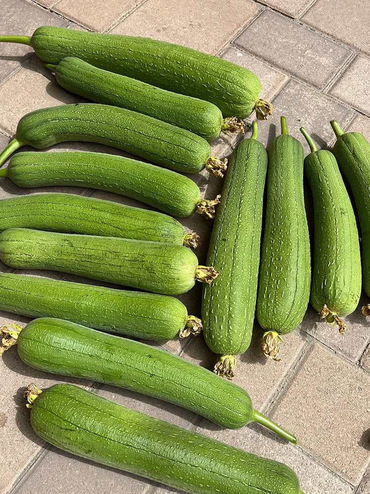 Yushuai Smooth Luffa