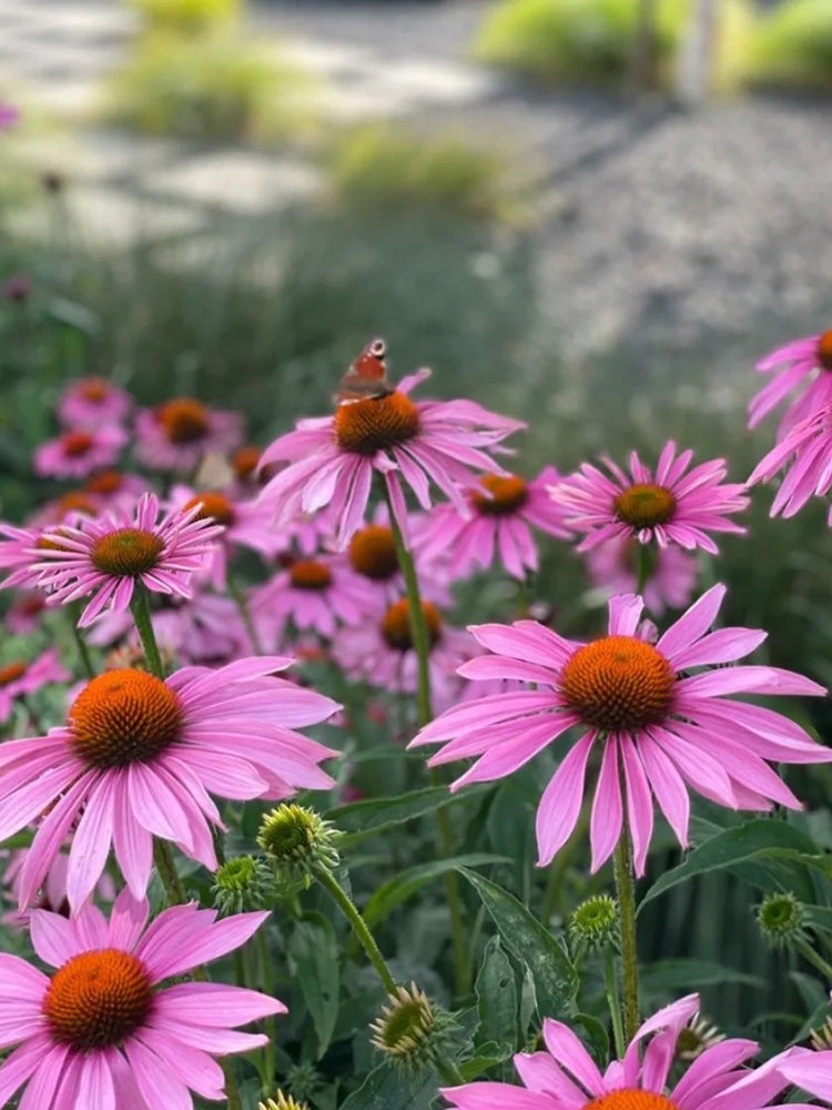 Purple Coneflower