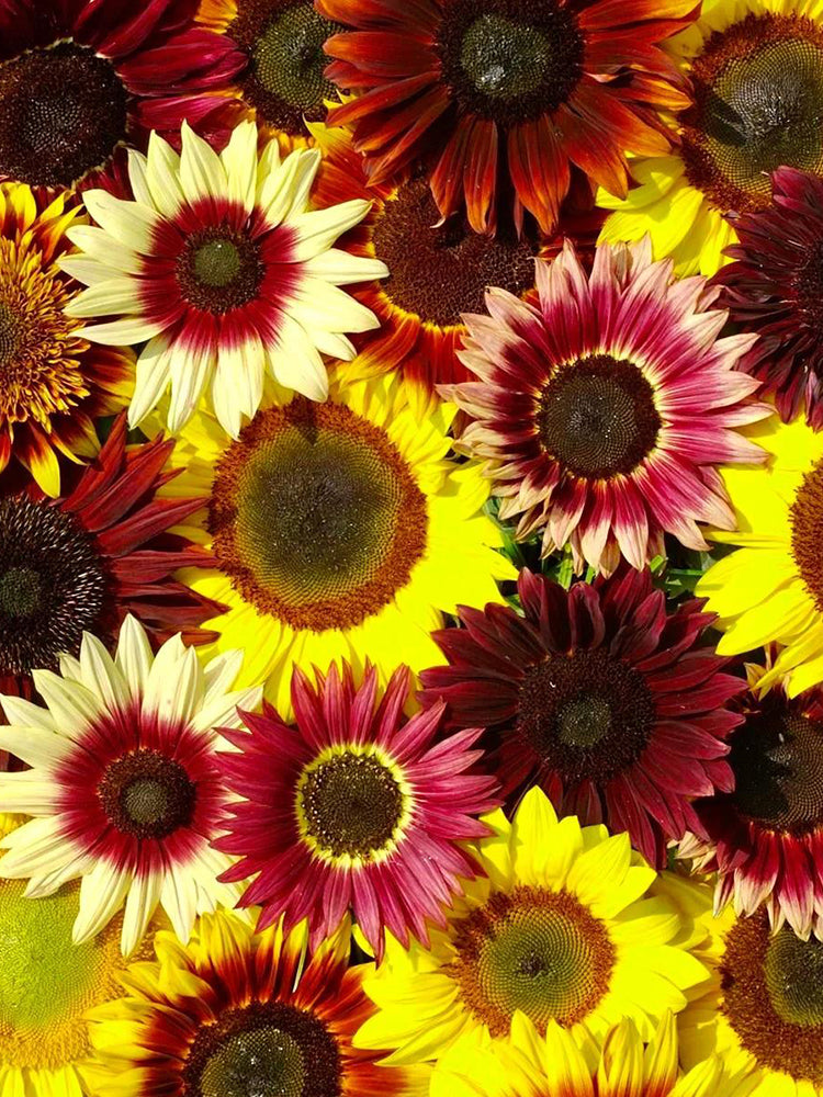 'Magic Flute' Ornamental Sunflower