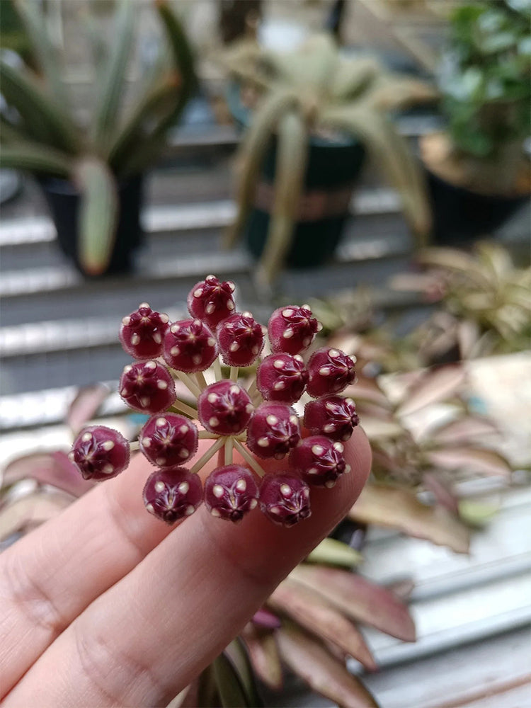 Hoya kentiana 'Variegata' Unrooted Stem Cuttings