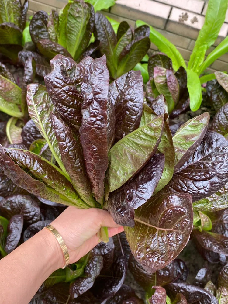 'Creamy Peacock' Lettuce