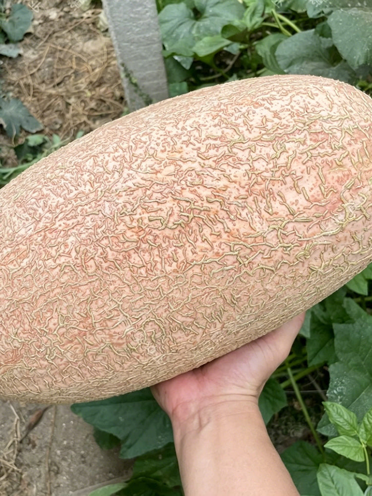 Halloween Pumpkin