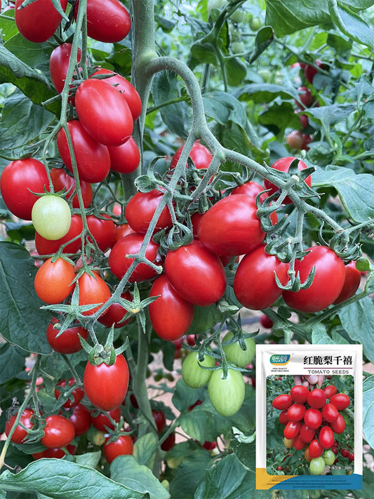 Hongcuili Cherry Tomato