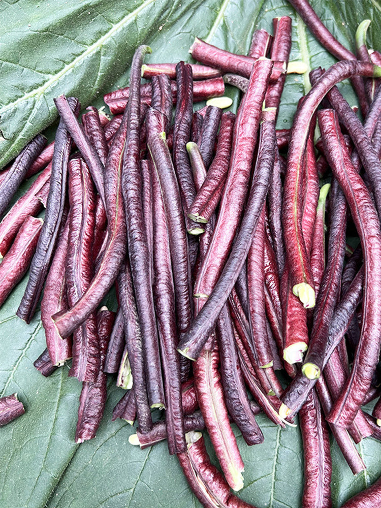 Mandihong Purple Yardlong Beans (No Trellis Required)