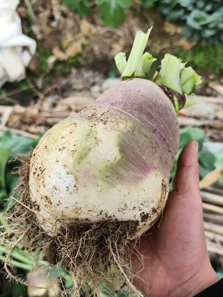 Giant Turnip