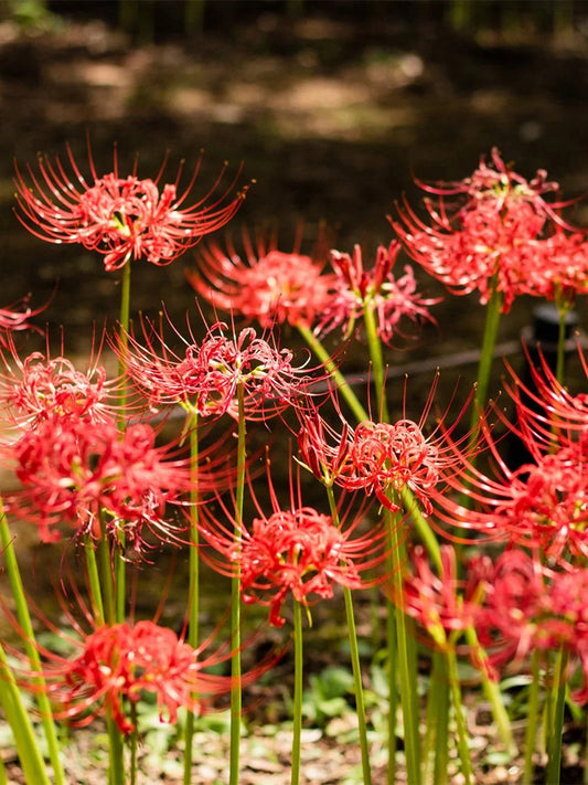 Red Spider Lily