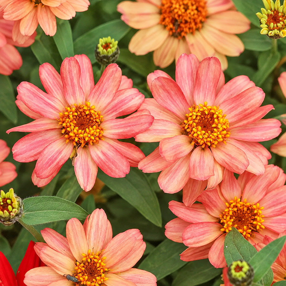 W1339 Profusion Double Deep Salmon Zinnia