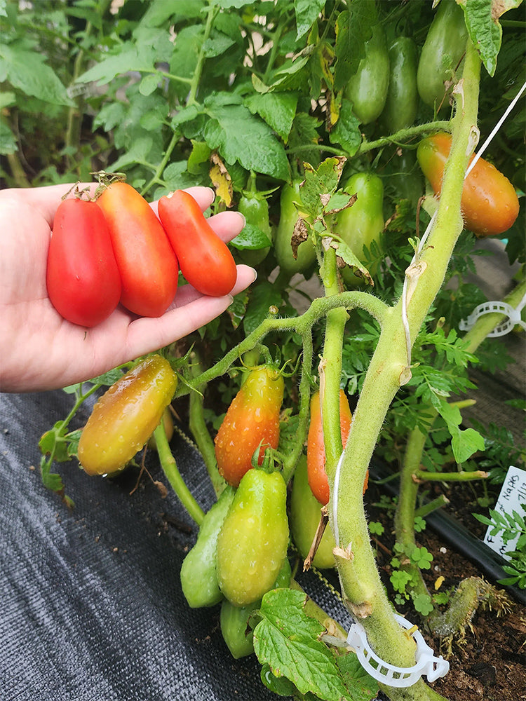 Ten Fingers of Naples Tomato