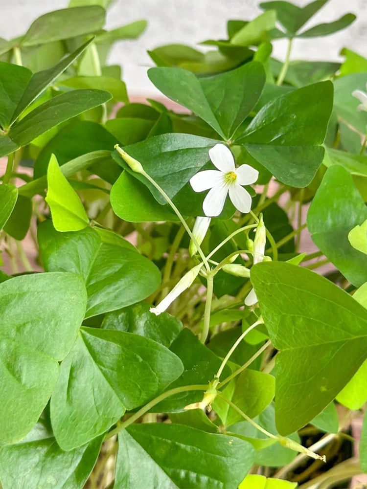 Oxalis triangularis Green