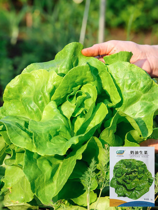 Silken Butter Lettuce (Lactuca sativa)