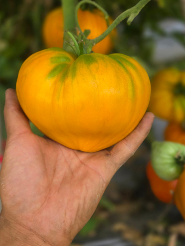'Lyuba's Heart' Tomato