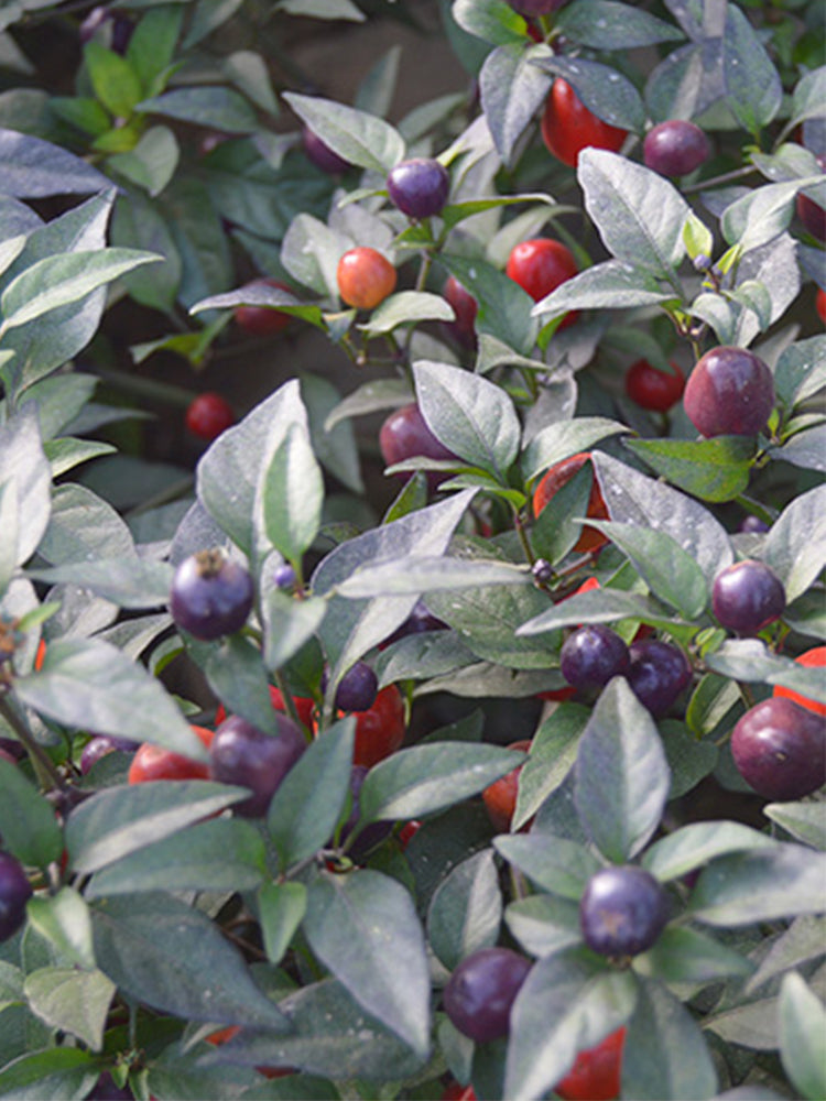 Pearl Multicolor Pepper (Capsicum annuum)