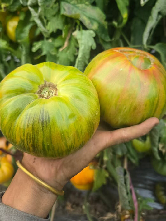 948 Happiness Strike F2 Tomato