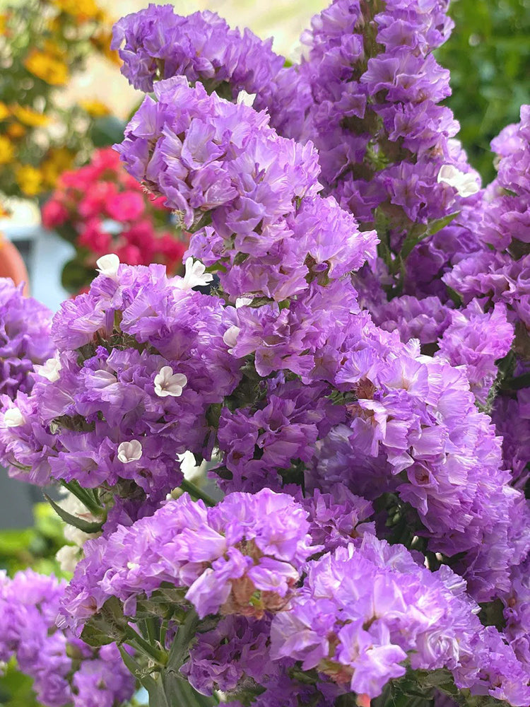 Cut Flower Forget-me-not