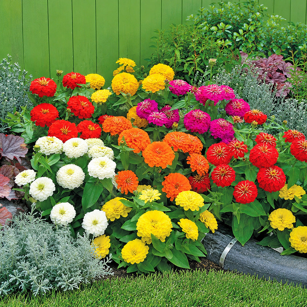 W1345 Dwarf Double Zinnia Mix