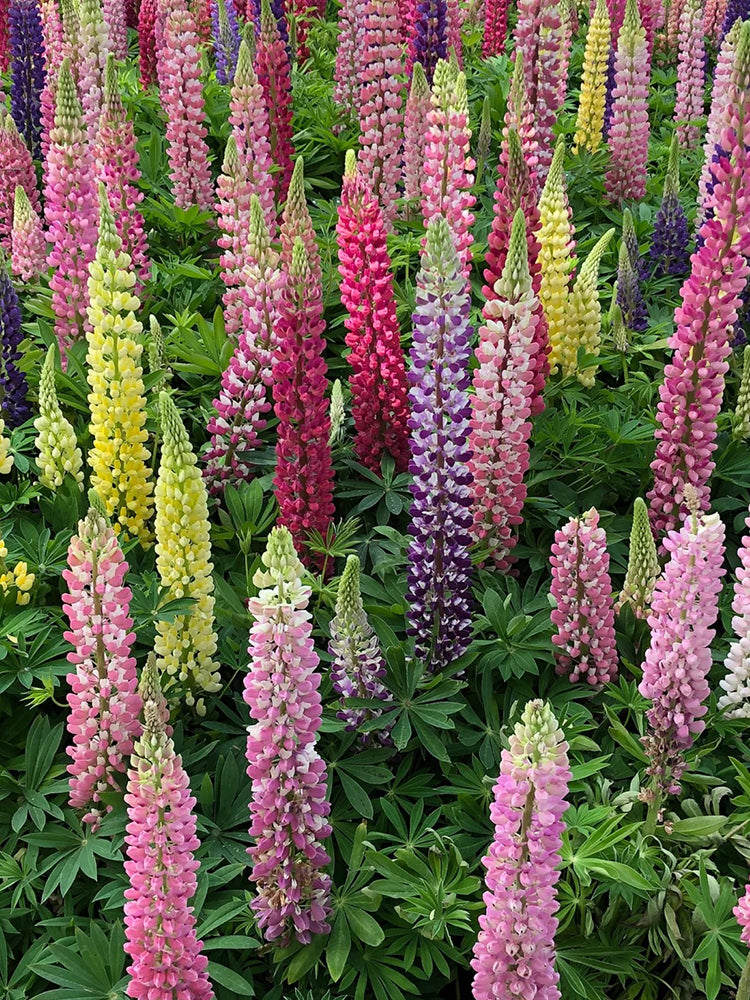 Mixed Color Lupin