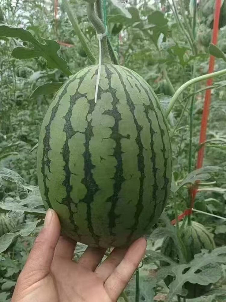 'Super Sweet 2K' Watermelon Seeds