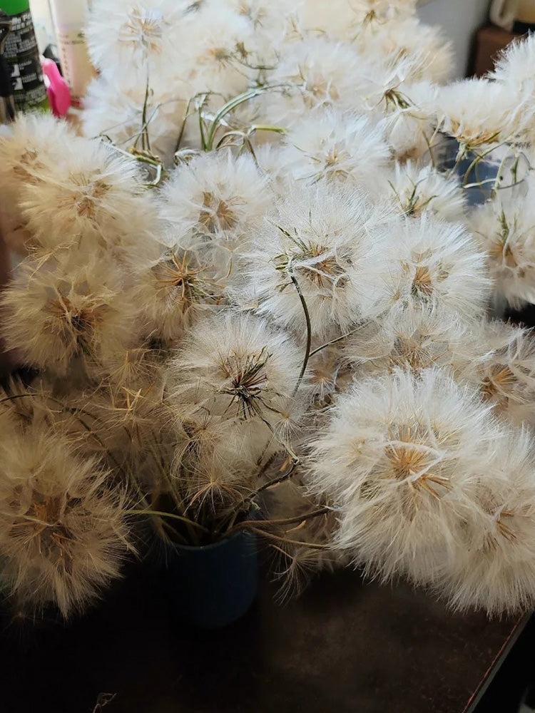 Giant Salsify
