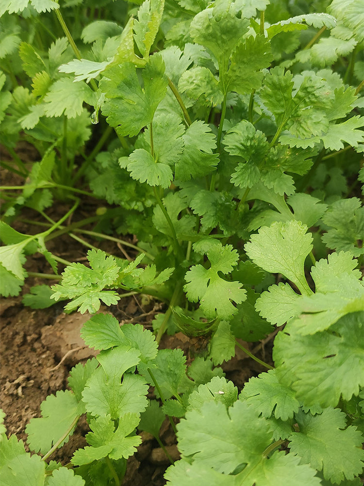 'Jiefeng' Large-Leaf Coriander