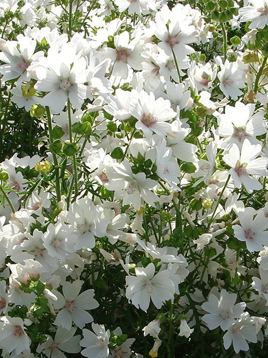 White Flowered Mallow