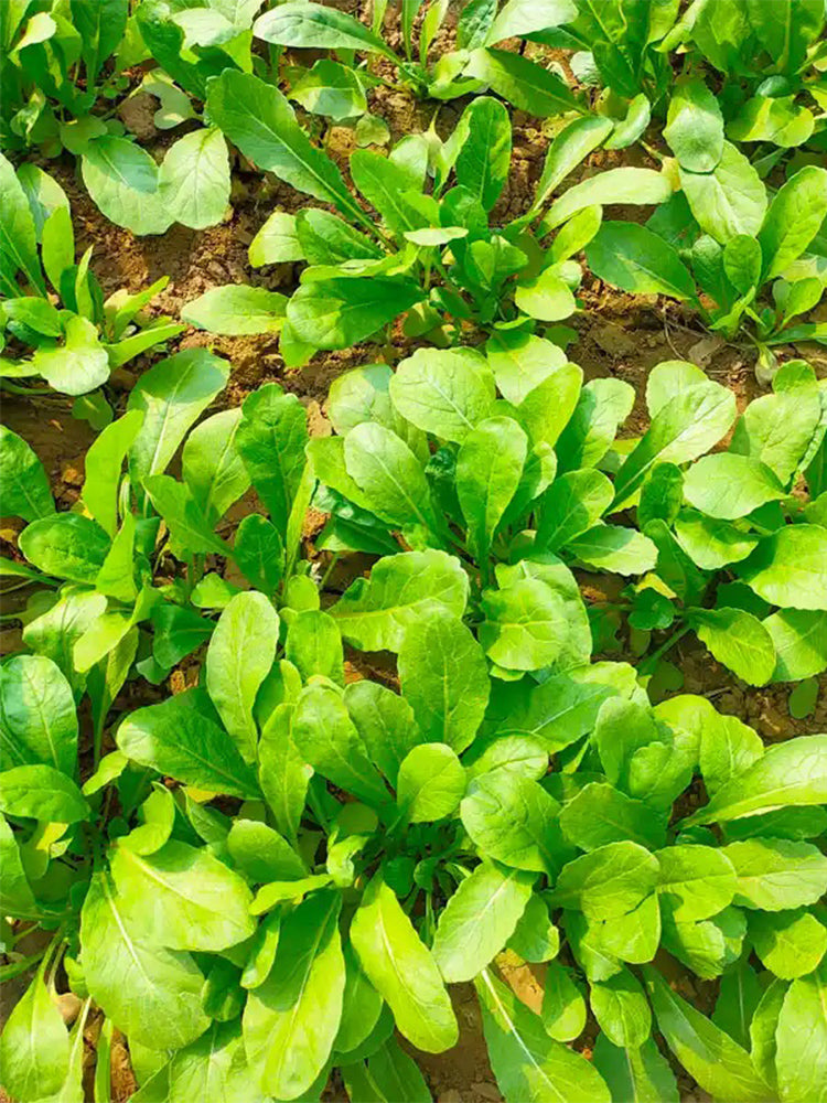 'Jiemei' Fast-Growing Radish Sprouts
