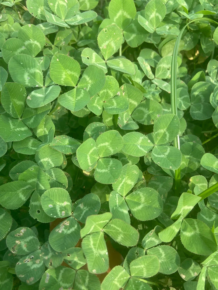 White Mini Clover