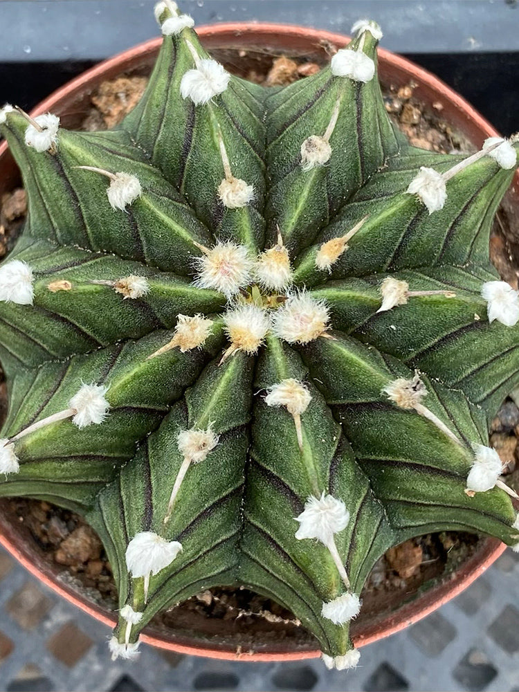 Gymnocalycium stenopleurum