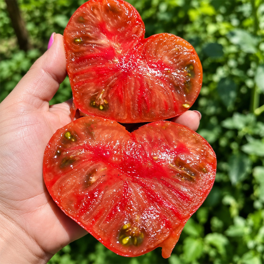 474 Dwarf Black Wizard Tomato