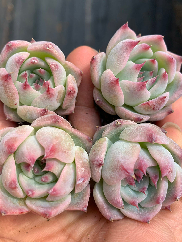 Echeveria chihuahuaensis