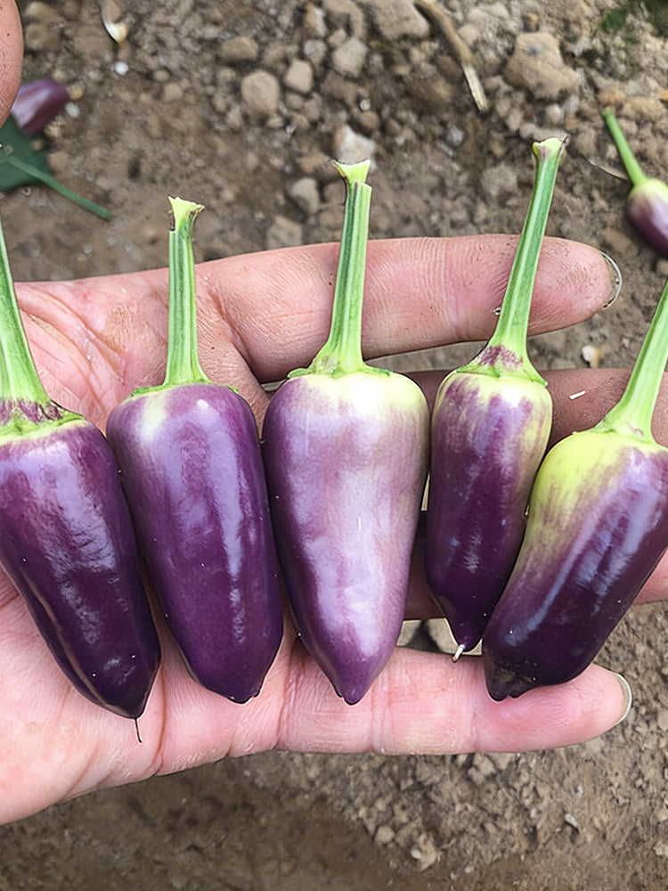Purple Tower Facing-Heaven Pepper