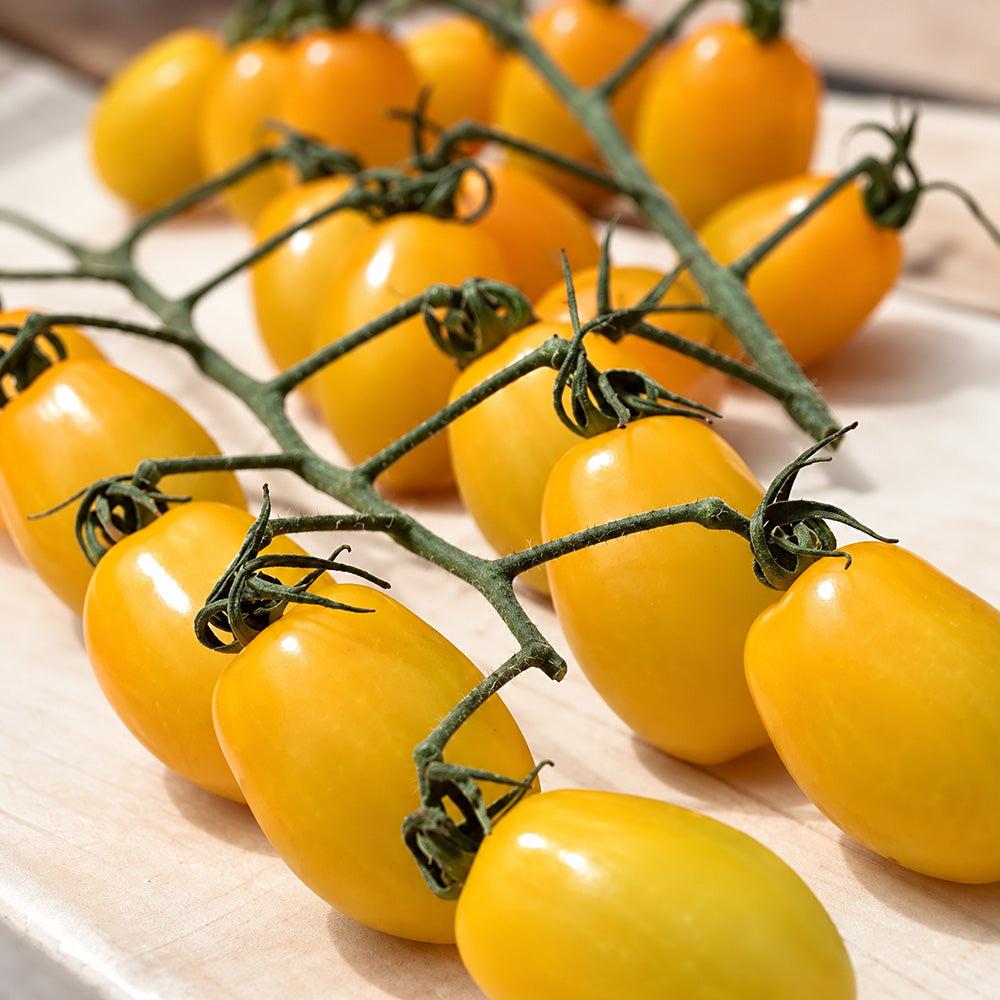 529 Yellow Datterini Tomato
