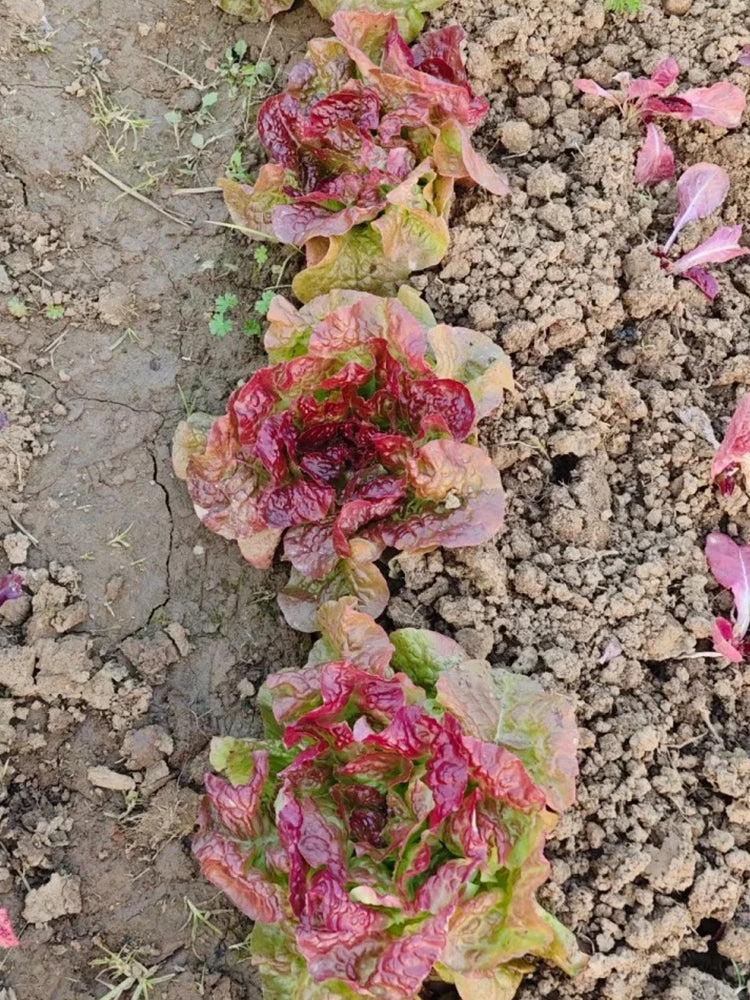 'Amethyst Cream' Lettuce
