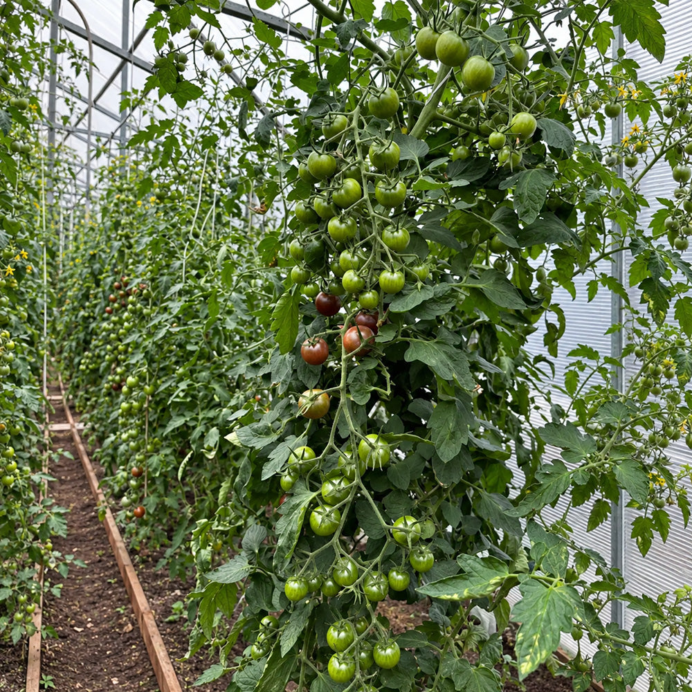 561 Morgan Love Tomato