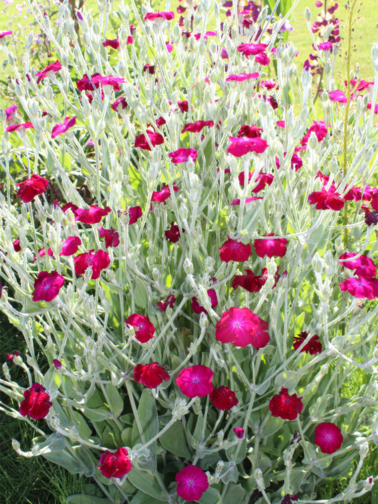 Red Flowered Rose Campion