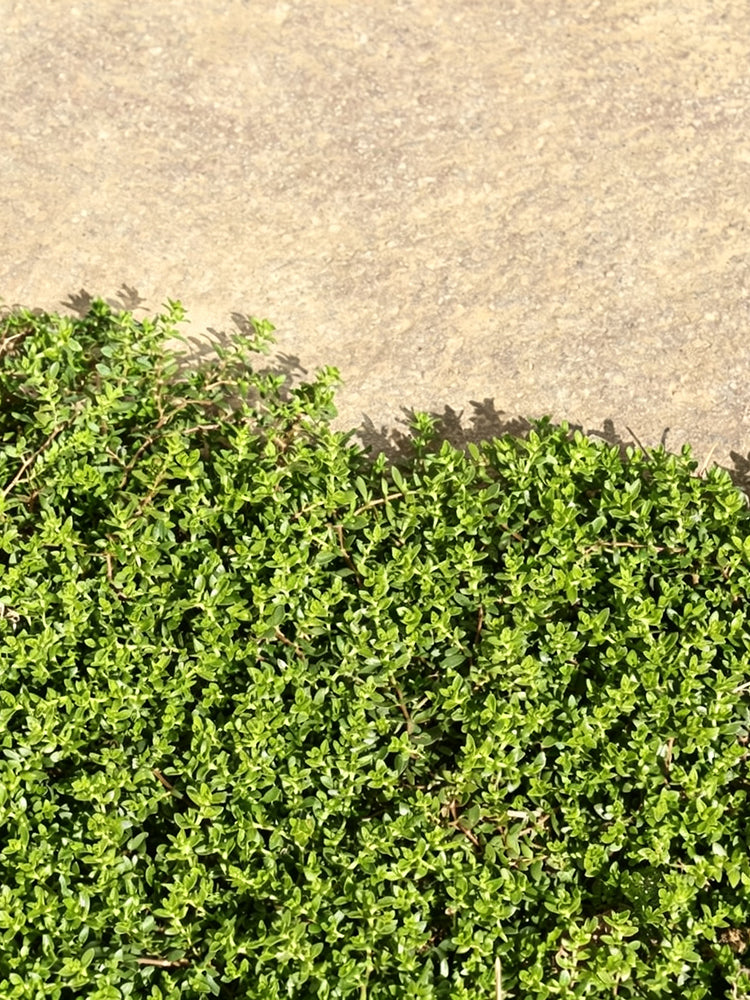 Green Carpet Rupturewort