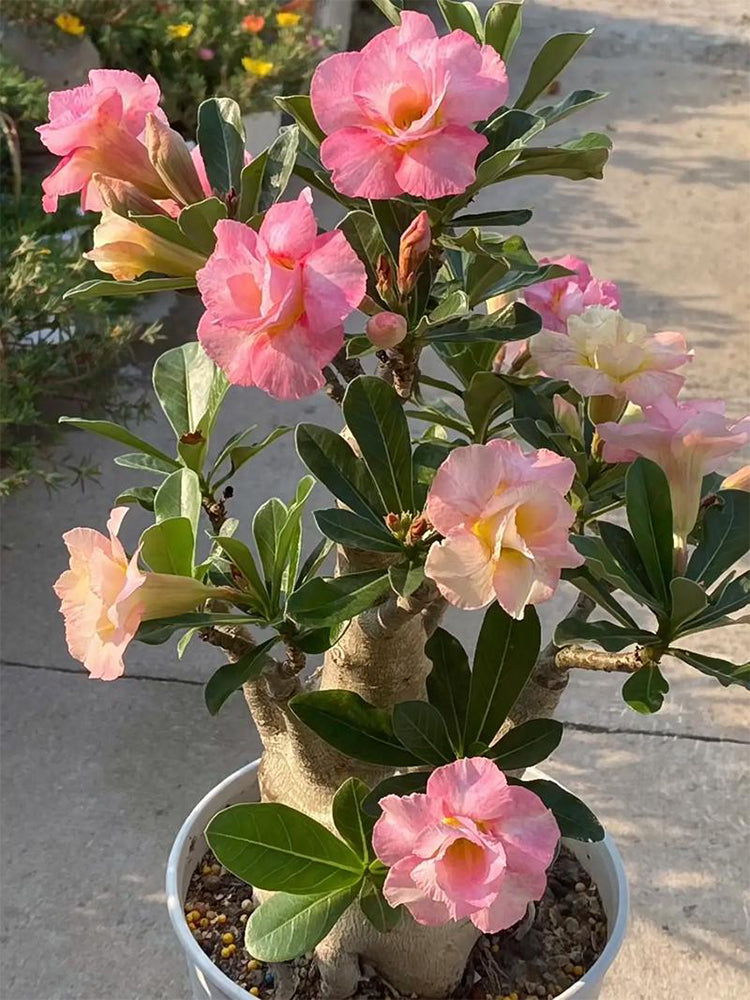 Mixed Color Desert Rose