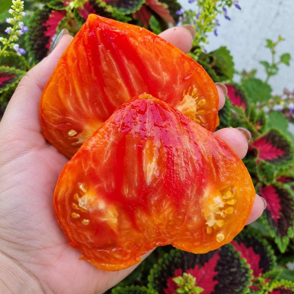 543 Minea's Heart Tomato