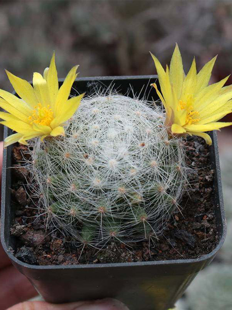 Mammillaria baumii