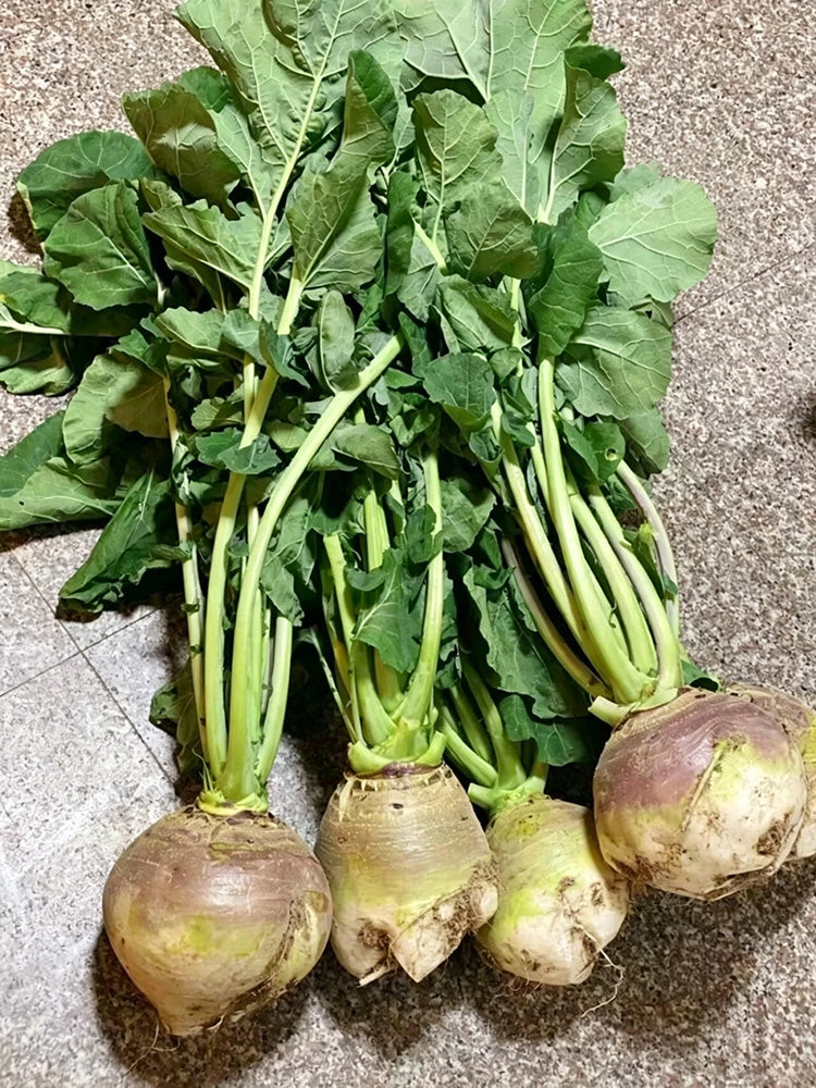Giant Turnip