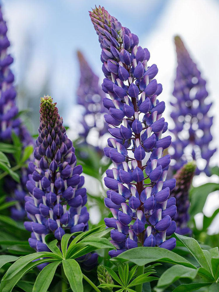 Blue Lupin