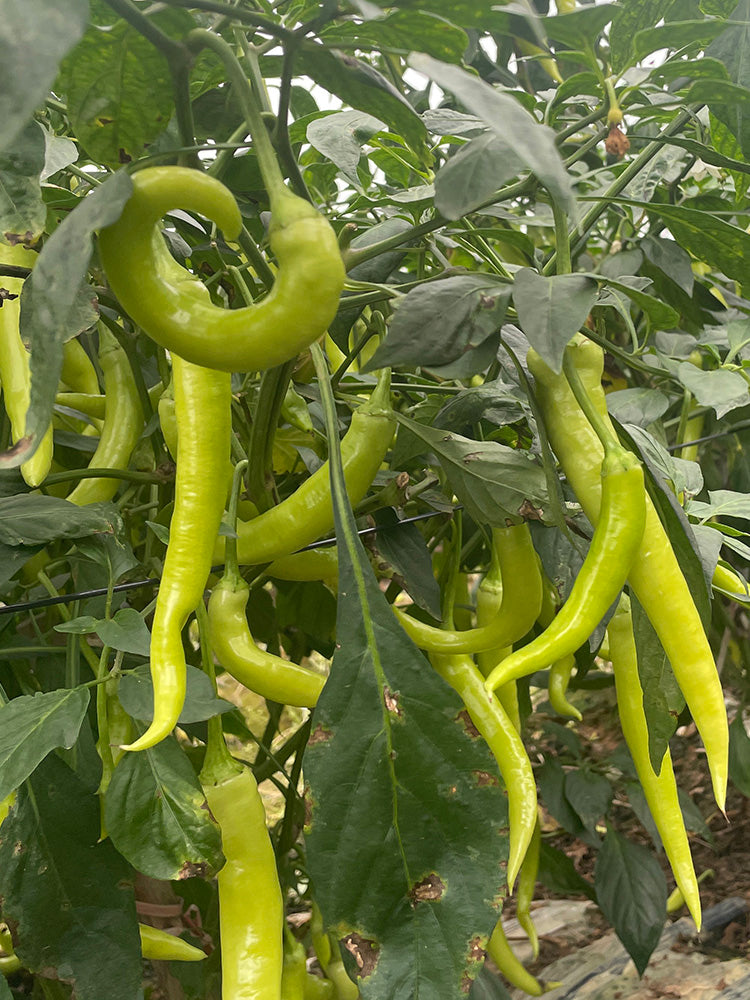 Yellow Beauty Pepper